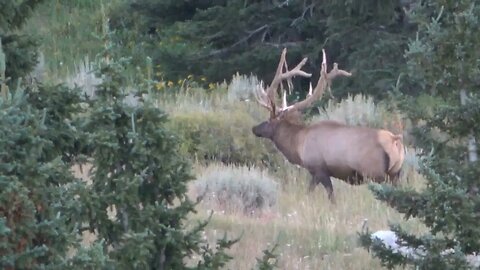 VELVET HANGING OFF A BIG BULL!