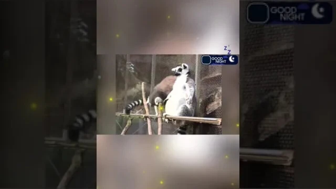 Funny Animals