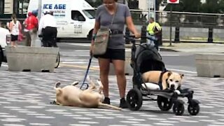 Cão recusa-se a andar e deita-se no chão
