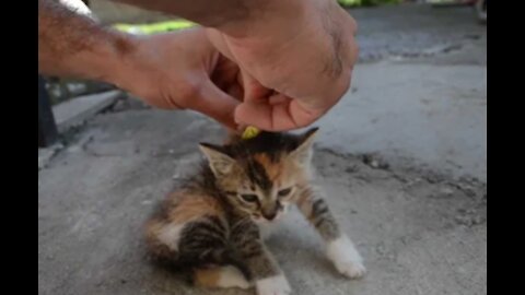 How To Deactivate A Cat