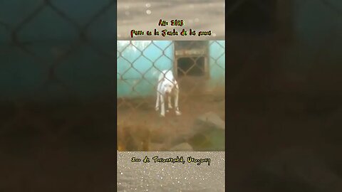 Perro en la jaula de los monos - Zoo de #tacuarembó #uruguay (2013)
