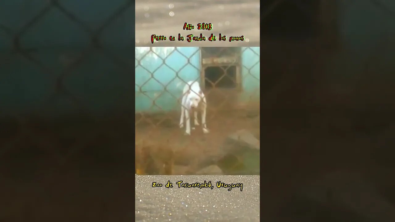 Perro en la jaula de los monos - Zoo de #tacuarembó #uruguay (2013)