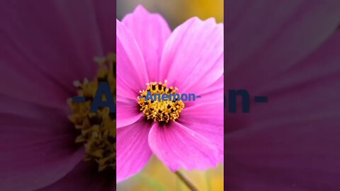 Anemon Flower
