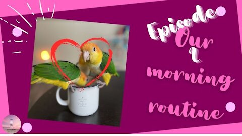 EP2 The morning routine of the caique
