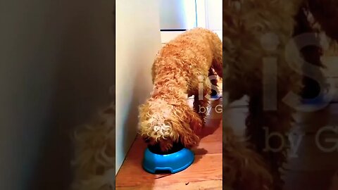 #animals #dog #funnyanimals @bbcearth @AaronsAnimals