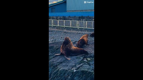 Sleepy Sea Lion