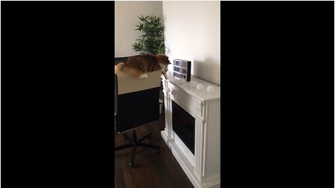 Cat shamelessly knocks over light bulbs, feels no remorse