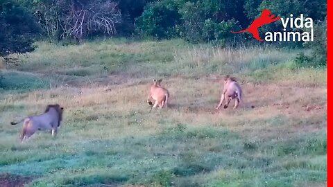 LEOA PEGA LEOA COM SEU IRMÃO - VIDA ANIMAL