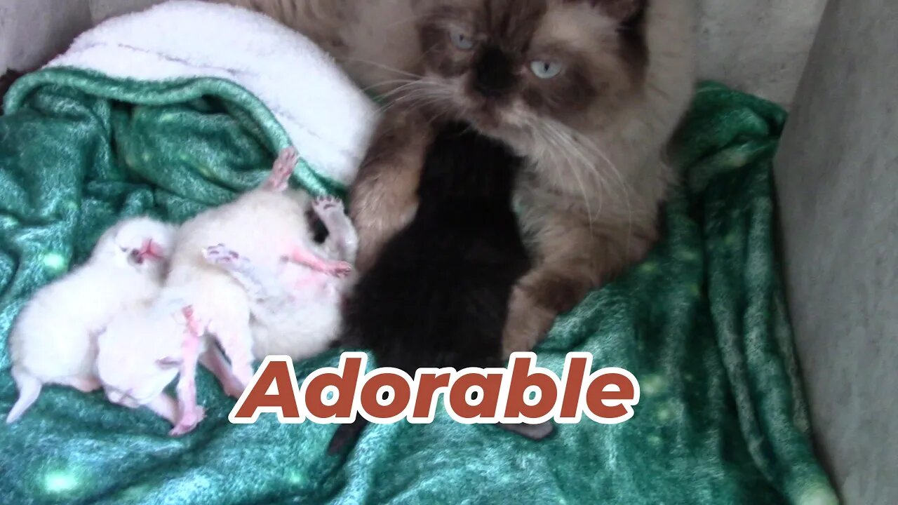 Misha's Kittens Have Names Now! 😻