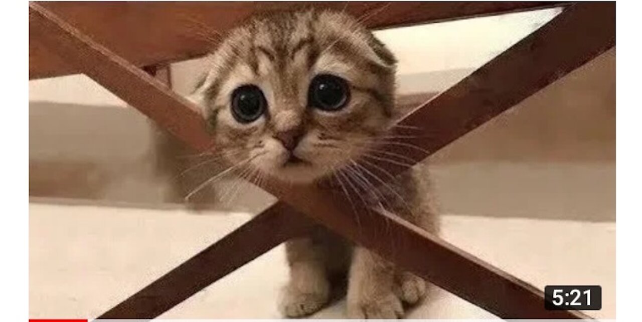 ❤️Cute and funny pets। Try not to laugh to these pets complition❤️