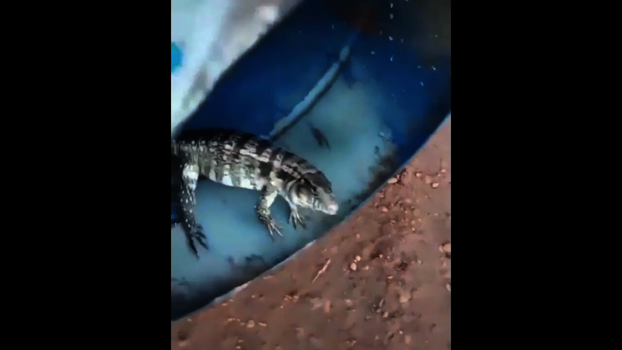 Little Reptile 🦎 came out of tub | #Shorts #Animals #Reptile