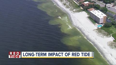 Red Tide's potential long-term impacts on dolphins, turtles and other sea life