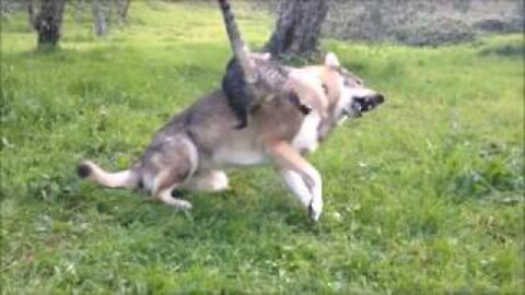 Angry Cats VS Dogs Funny Compilation