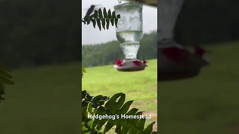 ￼ hummingbirds,