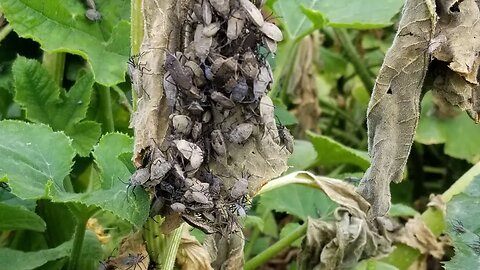 Squash Bugs are Destroying My Garden!