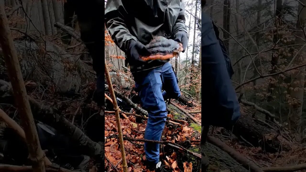Iasca de cioată a rășinoaselor 🍄 #romania