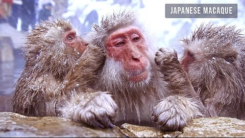 ANIMAL_PLANET_8K_ULTRA_HD_-_#8K(1440p)