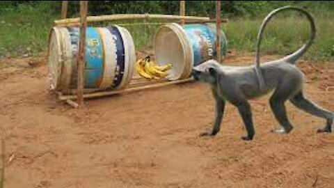 Techniques To Install Wild Monkey Trap Using Buckets - Simple Method Monkey Trap