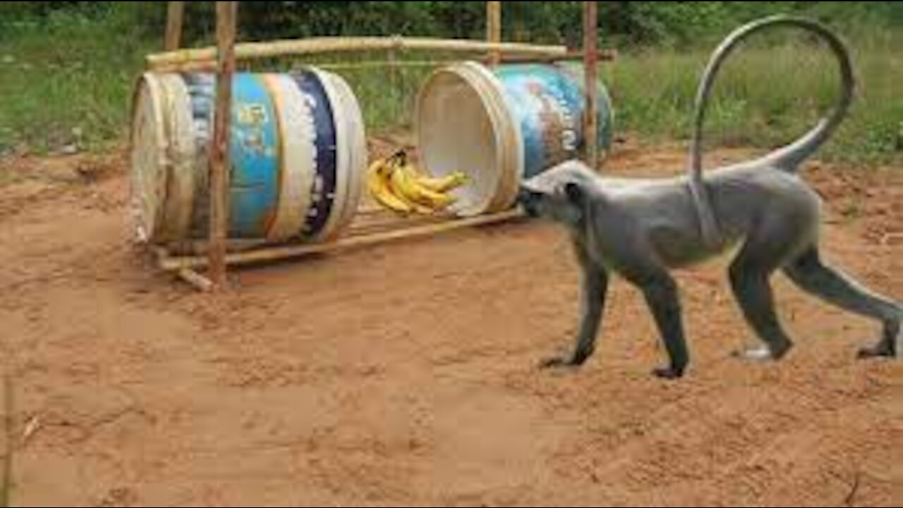 Techniques To Install Wild Monkey Trap Using Buckets - Simple Method Monkey Trap