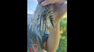 Running Sage 7/30/22