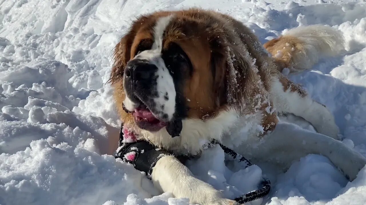 Norman eating snowballs- a great winter treat