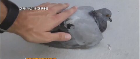 Dead pigeons alarm neighbors and spark concerns about the type of poison used in removal