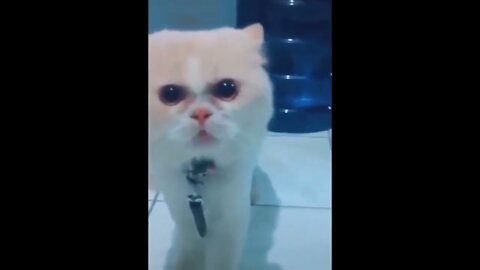Funny Animal Video to you relax and have fun!