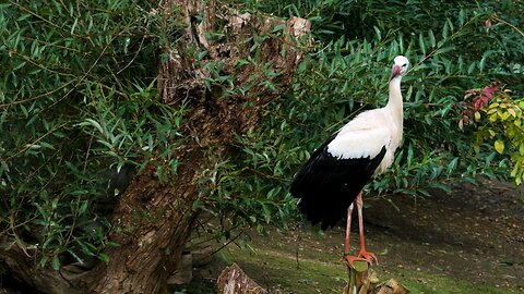 Nature Full of beautiful bird