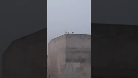 Beautiful morning, meeting of owl family in moon light #lahore #owl #morning
