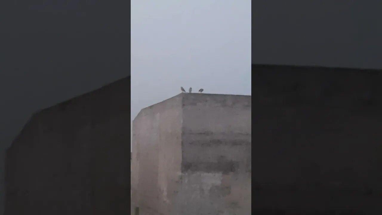 Beautiful morning, meeting of owl family in moon light #lahore #owl #morning