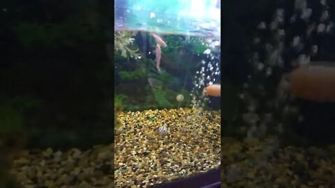 look at the fishies