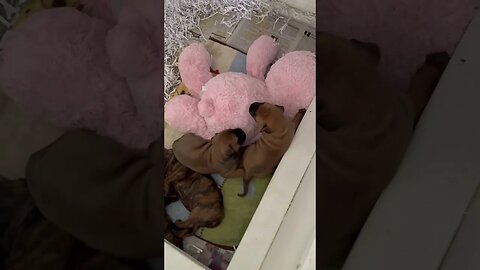 LonelyCreek puppies. Serenity litter