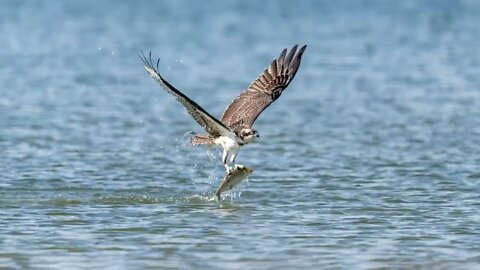 Osprey, 125-Shot Frame Animation, Sony A1/Sony Alpha 1, 4k