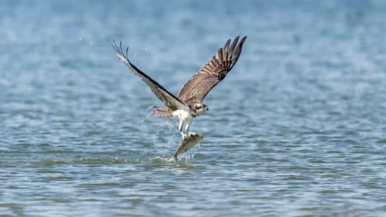 Osprey, 125-Shot Frame Animation, Sony A1/Sony Alpha 1, 4k