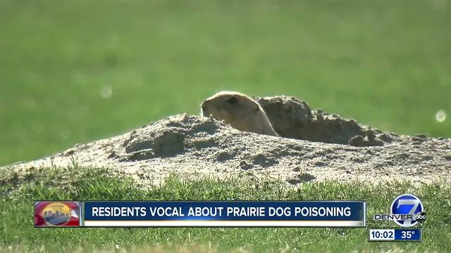 Fight to save remaining prairie dogs after colonies poisoned