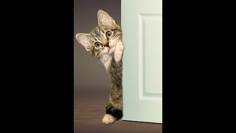 Funny cats videos compilation ( most popular )