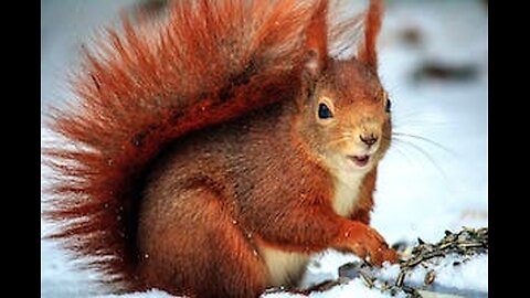 Squirrel On A Wood