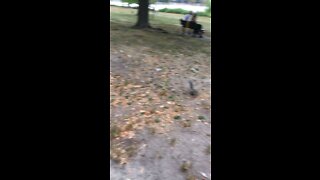 Boston squirrel 🐿