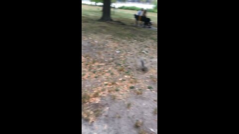 Boston squirrel 🐿