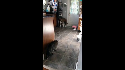 Who rules the house