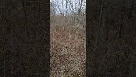 Spent the first two days of Ohio gun season with the bow, going back Thursday with a firearm.