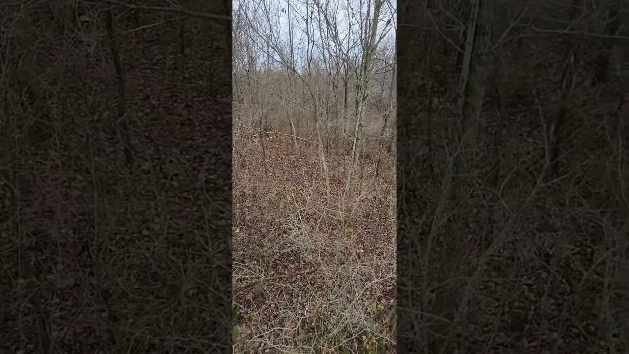 Spent the first two days of Ohio gun season with the bow, going back Thursday with a firearm.