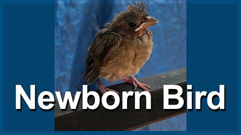 Newborn Cardinal #Shorts