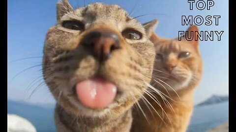 TOP MOST FUNNY ANIMAL VIDEOS