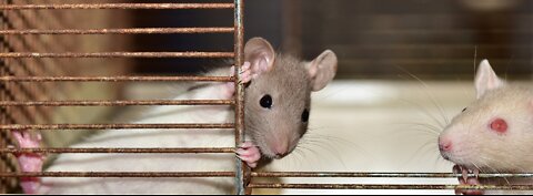 Cute Rat Rodent Meal Food Grains