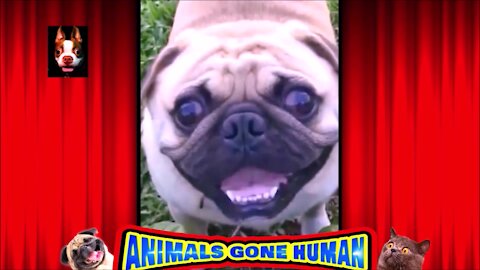 Hey ! Smile Doggy Your On "Doggy Camera"