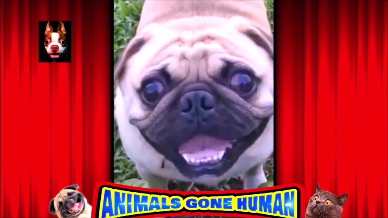 Hey ! Smile Doggy Your On "Doggy Camera"