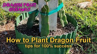 Tips on How to Successfully Plant your Dragon Fruit