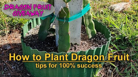 Tips on How to Successfully Plant your Dragon Fruit