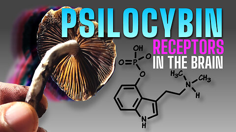 Psilocybin & Humanity: The Evolutionary Dance of Consciousness